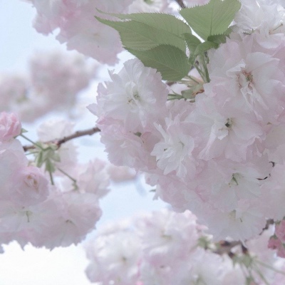 辽阳福瑞交流群